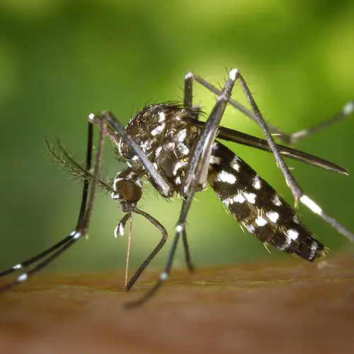 close up photo of a mosquito, illustrating bites and stings prevention and treatment