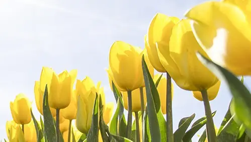 a field of yellow tulips, illustrating seasonal poison safety