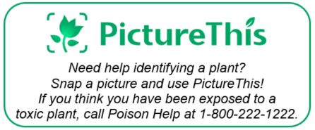 link to Picture This app